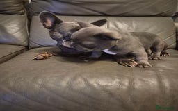 French Bulldog dogs for sale: Last of the litter  - Image 10