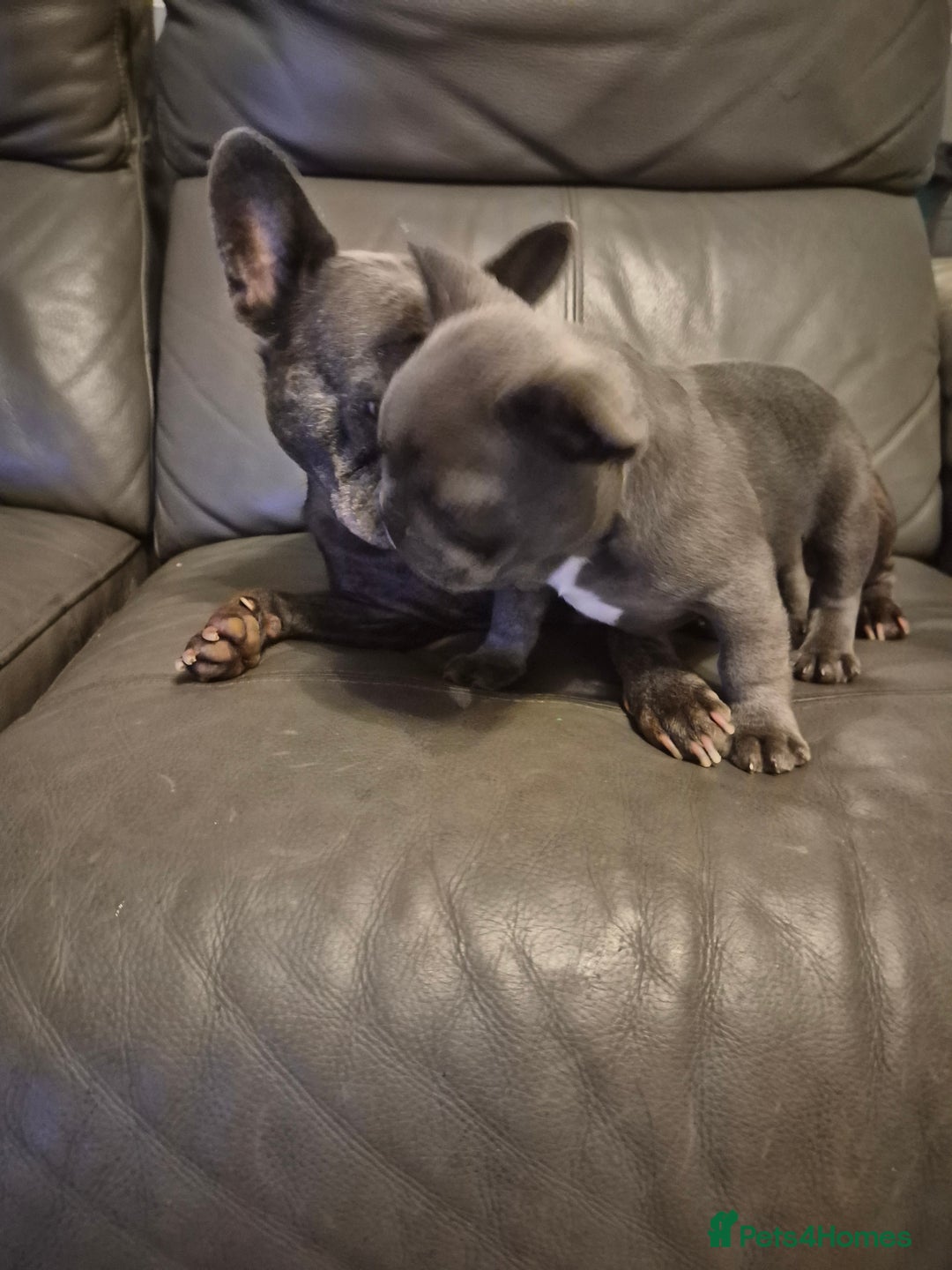 French Bulldog dogs for sale: Last of the litter  - Image 10