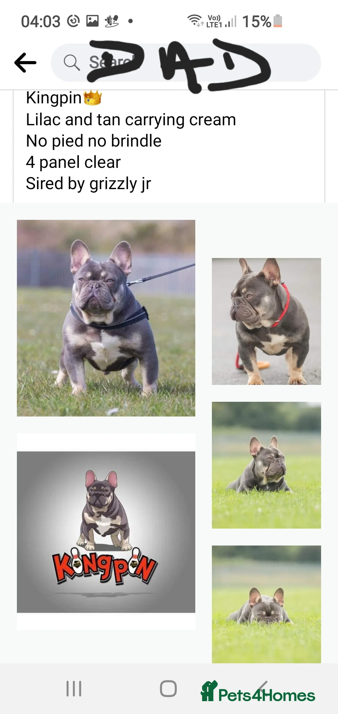 French Bulldog dogs for stud:  💥Amazing structure and quality! in Ebbw Vale - Advert 21