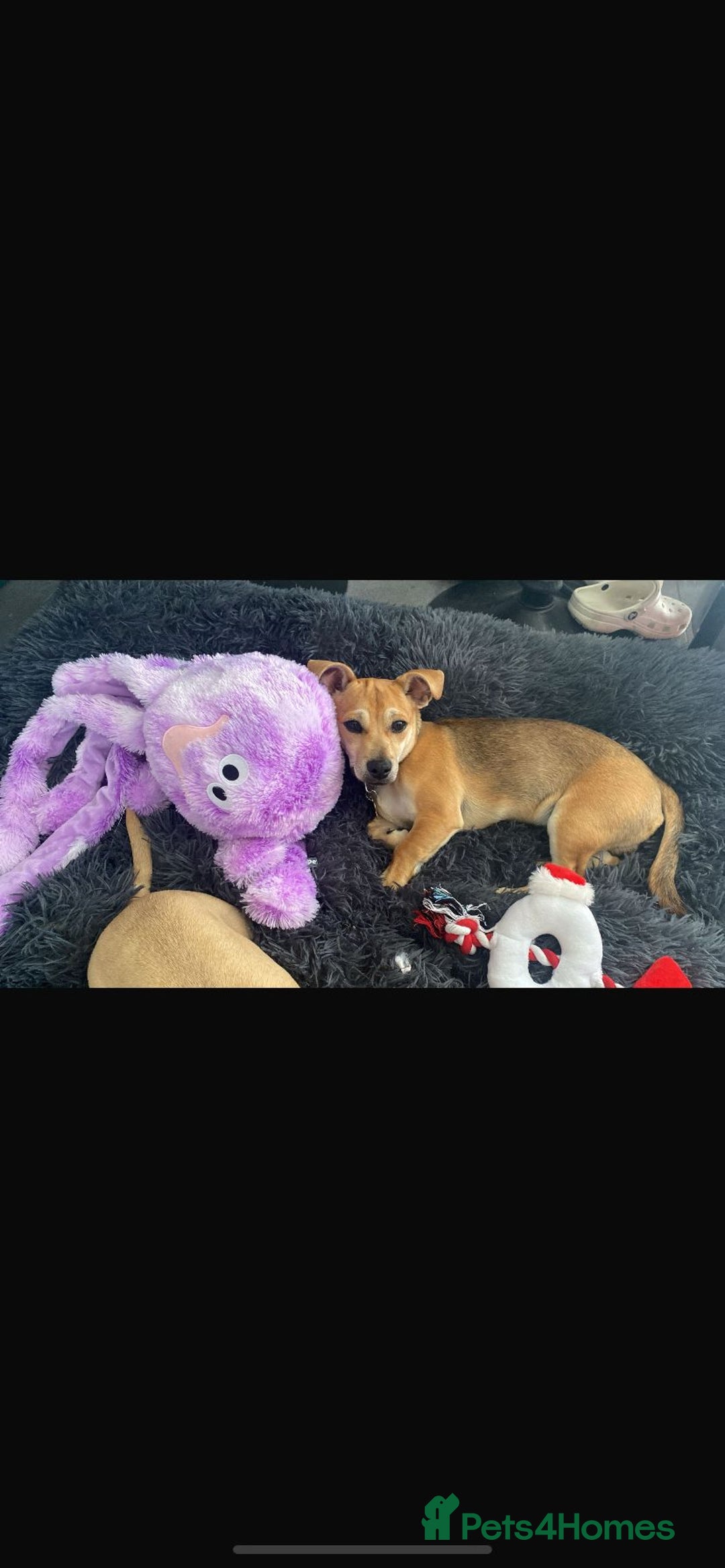 Mixed Breed dogs for sale: Chihuahua x Jack Russell Puppy  - Image 6