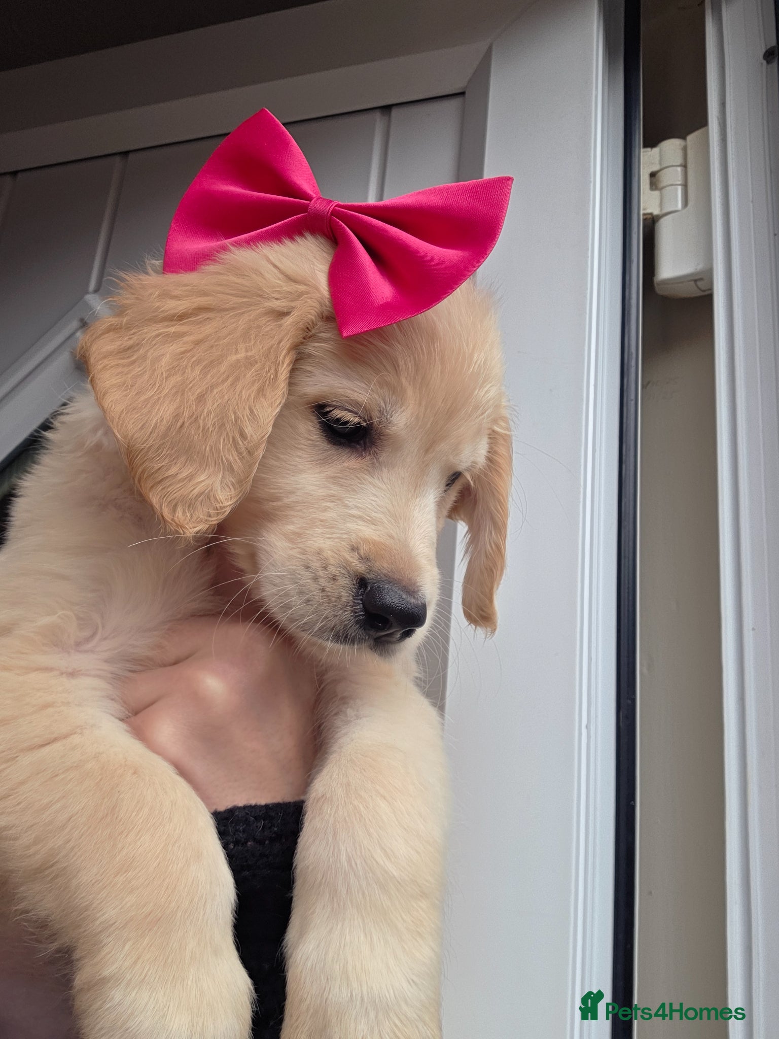 Golden Retriever dogs Golden retriever - Advert 5