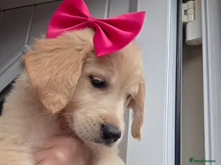 Golden Retriever dogs Golden retriever - Advert 5