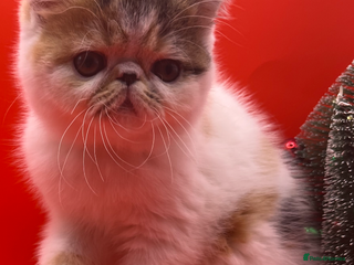 Exotic cats Exotic kittens - Advert 6