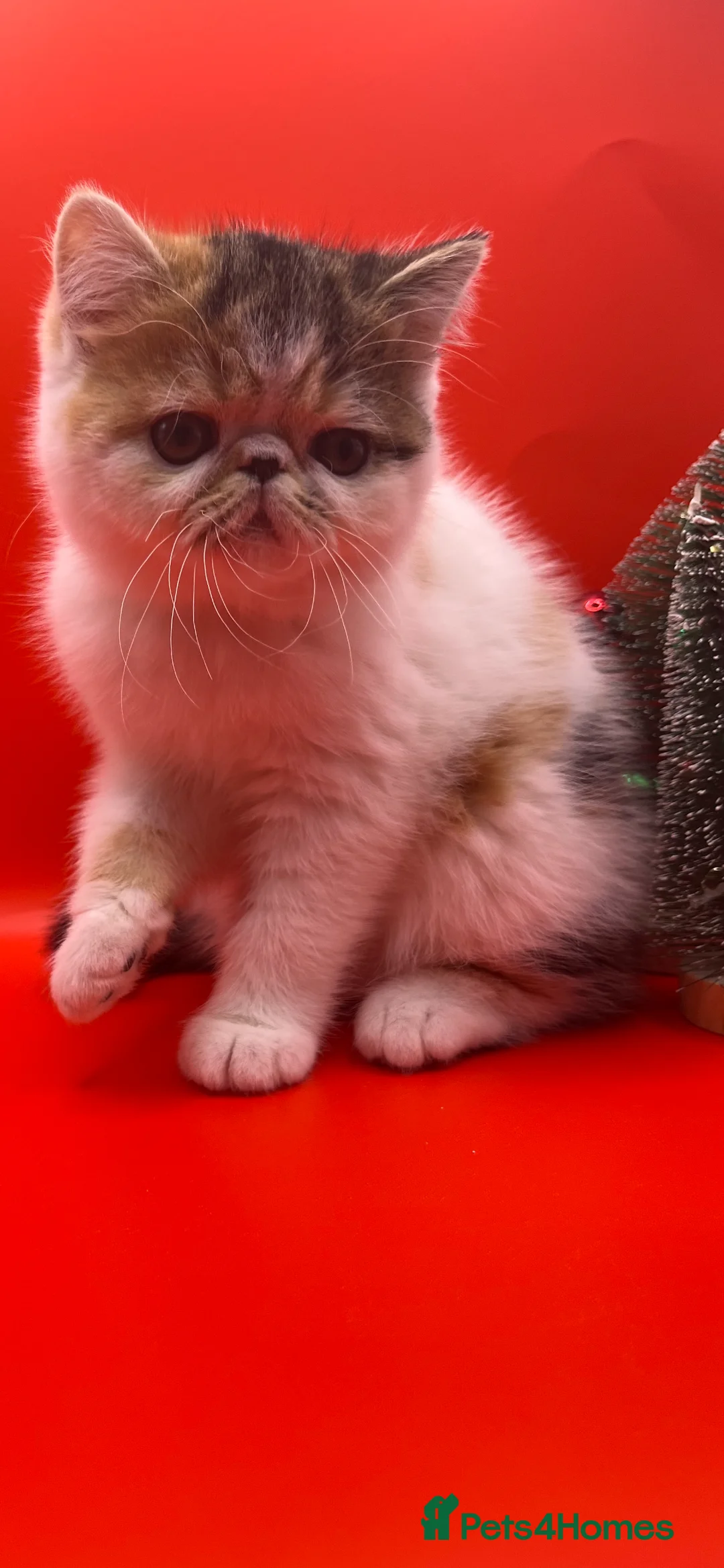 Exotic cats for sale: Exotic kittens  - Advert 5