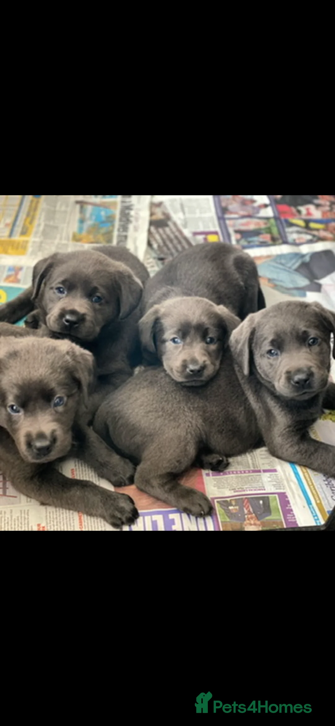 Labrador Retriever dogs for sale: ⭐️ KC REG VET CHECK,  PUPPY PACK PUPPY FOOD - Advert 10