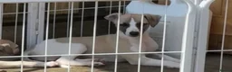 Whippet dogs for sale: Beautiful KC Whippet boy Puppy  - Advert 15