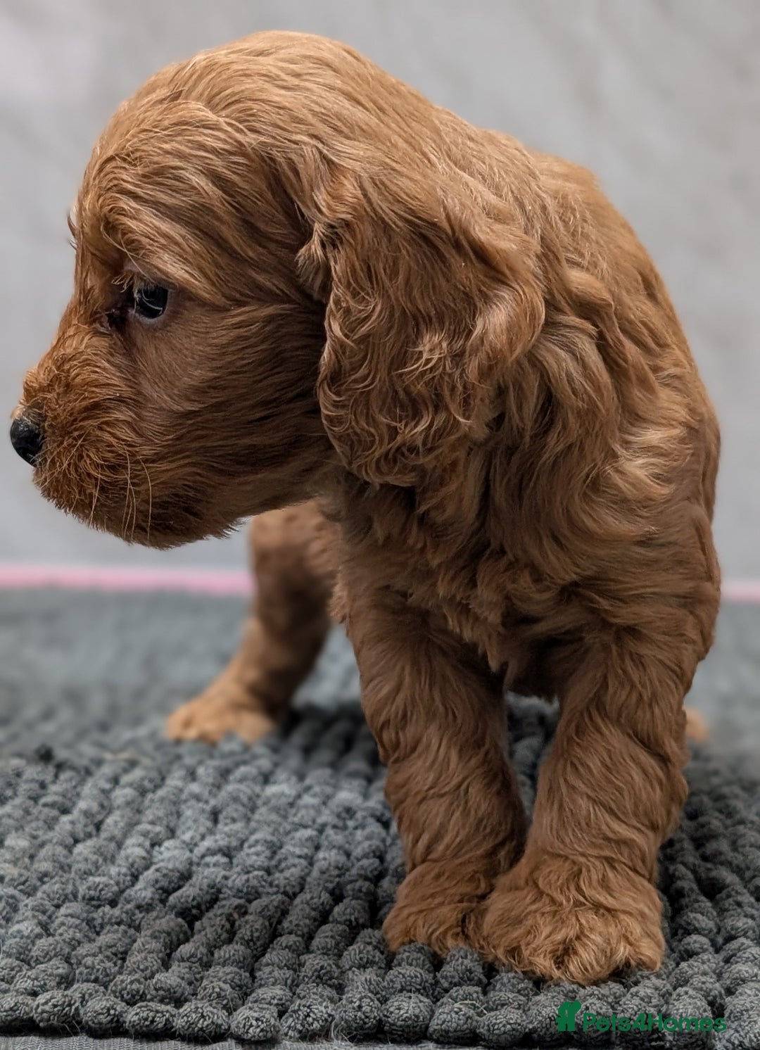 Cockapoo dogs for sale: Licensed breeder, health tested F1 cockapoo pups - Advert 26