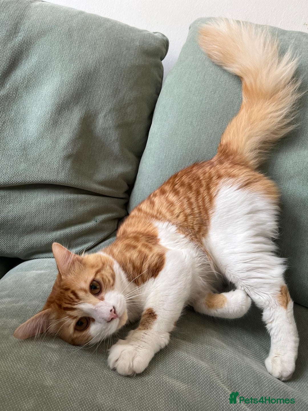 Domestic Shorthair cats for sale: Friendly white and ginger male - Image 1