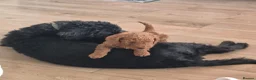 Labradoodle dogs for sale: Male toy labradoodle  - Advert 10