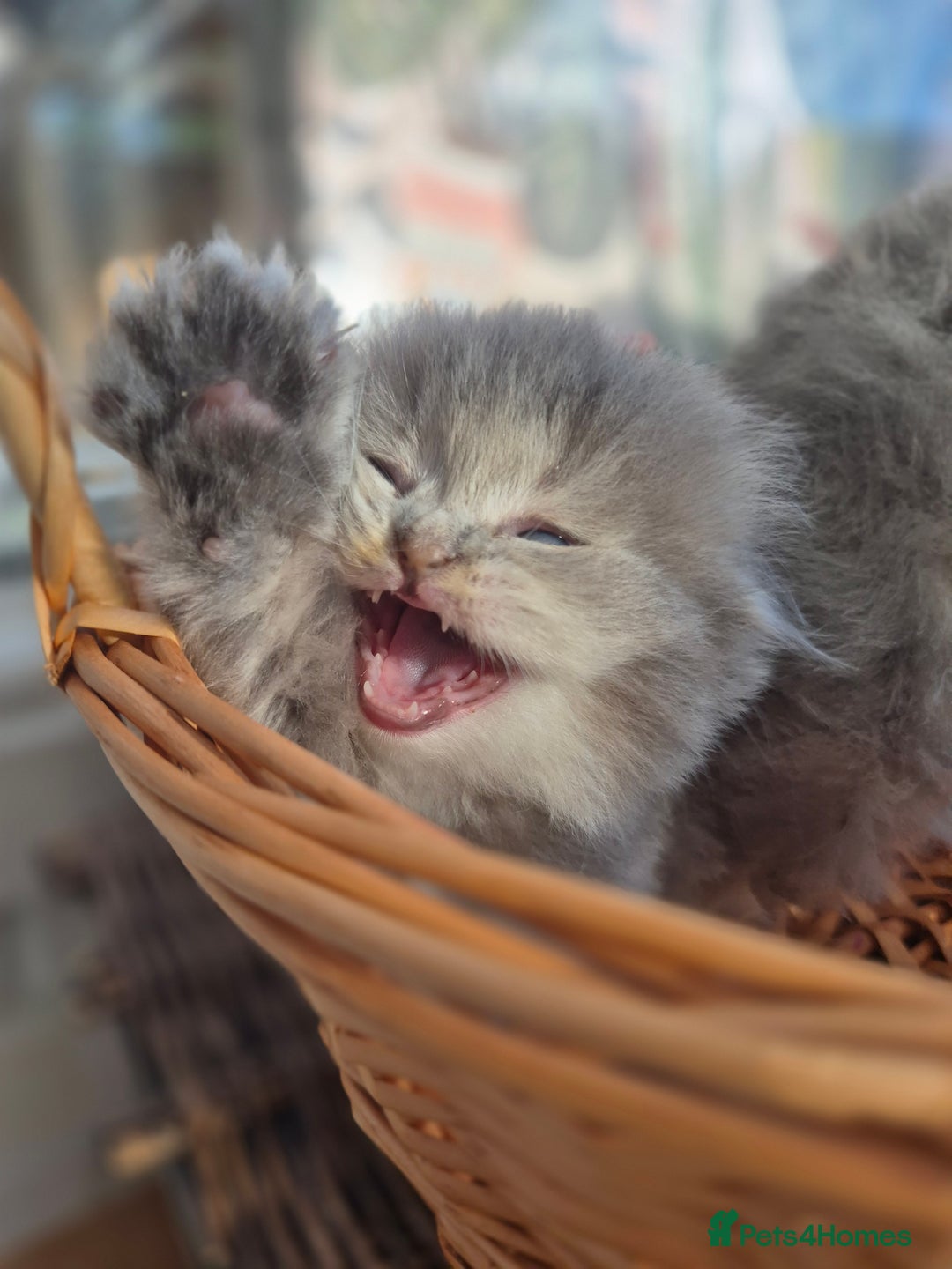 Scottish Fold cats for sale: Scottish Fold Dolls - Image 6