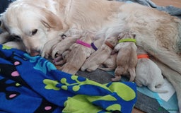 Golden Retriever dogs for sale: Available for STUD - Image 15