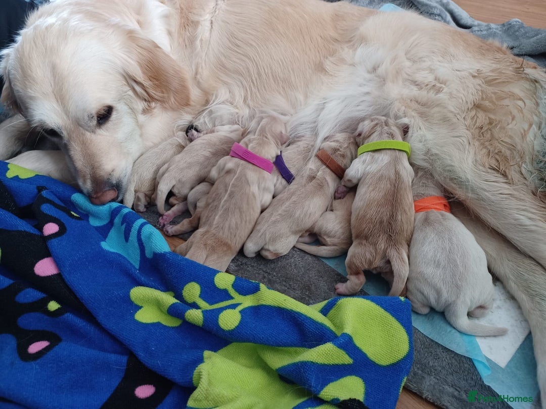 Golden Retriever dogs for sale: Available for STUD - Image 15