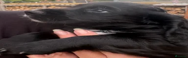 Black male 