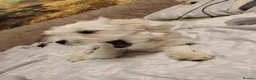 Maltese dogs for sale: New warm home's  in Plymouth - Advert 33