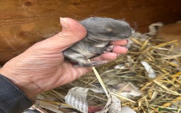 Netherland Dwarf rabbits for sale: Beautiful Mini lop and Netherland dwarf bunnies  - Advert 13