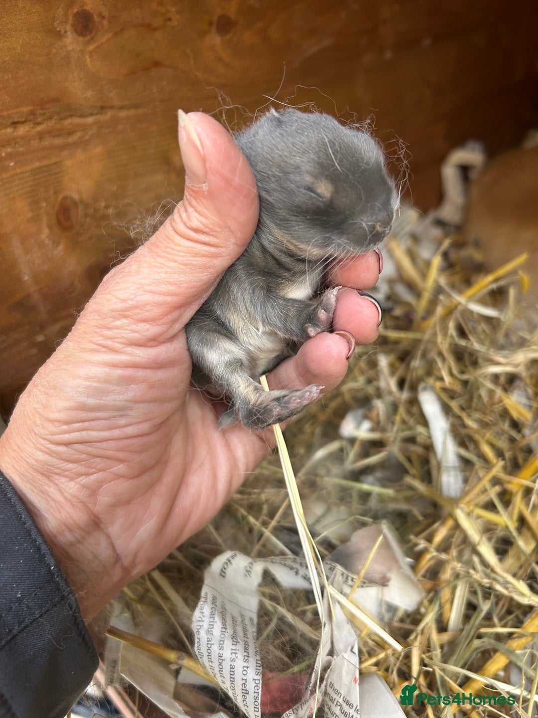 Netherland Dwarf rabbits for sale: Beautiful Mini lop and Netherland dwarf bunnies  - Advert 13