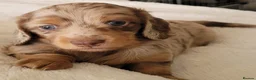 Miniature Dachshund dogs for sale: Miniature Dachshund  in Liverpool - Advert 3