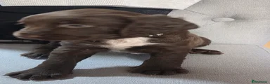 Sprocker 2
