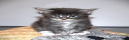 Maine Coon cats for sale: Maine Coon kittens - Beautiful and cheeky  - Advert 2