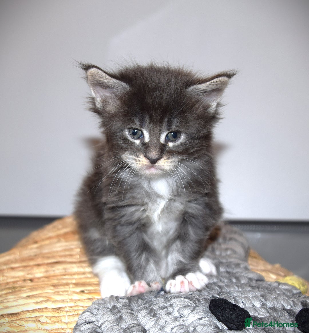 Maine Coon cats for sale: Maine Coon kittens - Beautiful and cheeky  - Advert 2