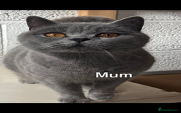 British Shorthair cats for sale: **REDUCED!!** PURE BREED BRITISH SHORTHAIR KITTENS - Image 11