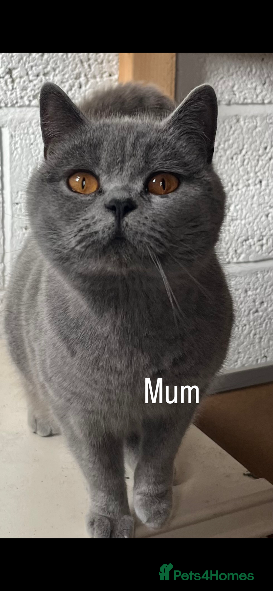 British Shorthair cats for sale: **REDUCED!!** PURE BREED BRITISH SHORTHAIR KITTENS - Image 11