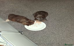 Persian cats for sale: Adorable pure Persian  - Image 10