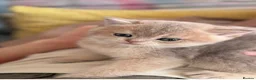 Scottish Fold cats for sale: Exceptional Blue Golden Scottish Fold & Straight🐱 - Advert 8