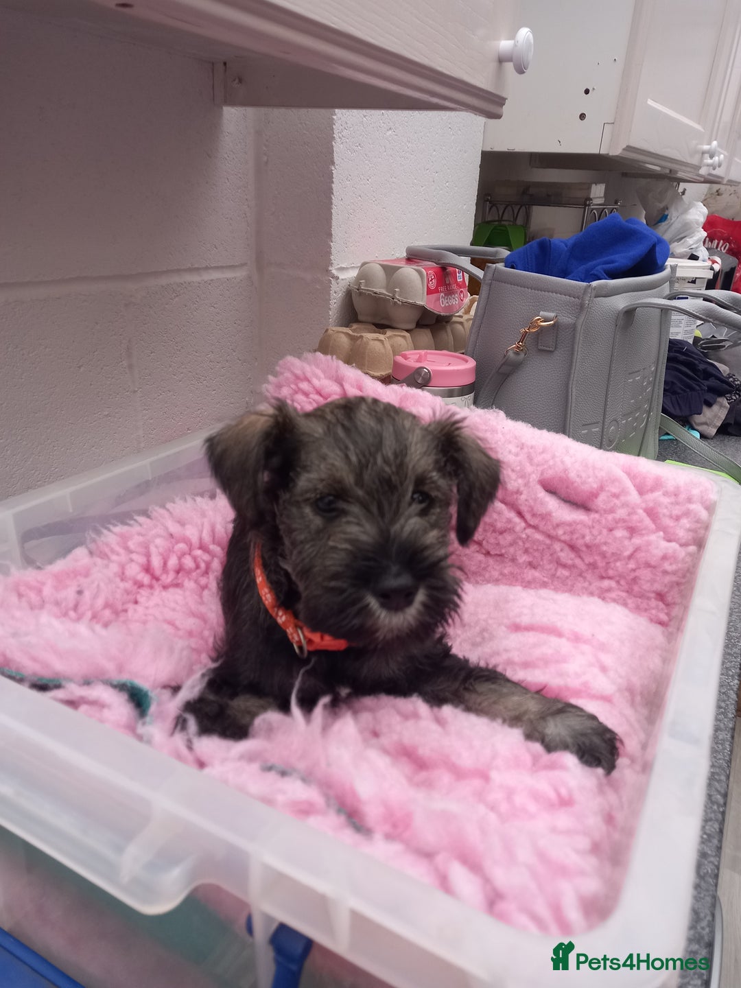 Miniature Schnauzer dogs for sale: Miniture shnauzer puppies - Image 5