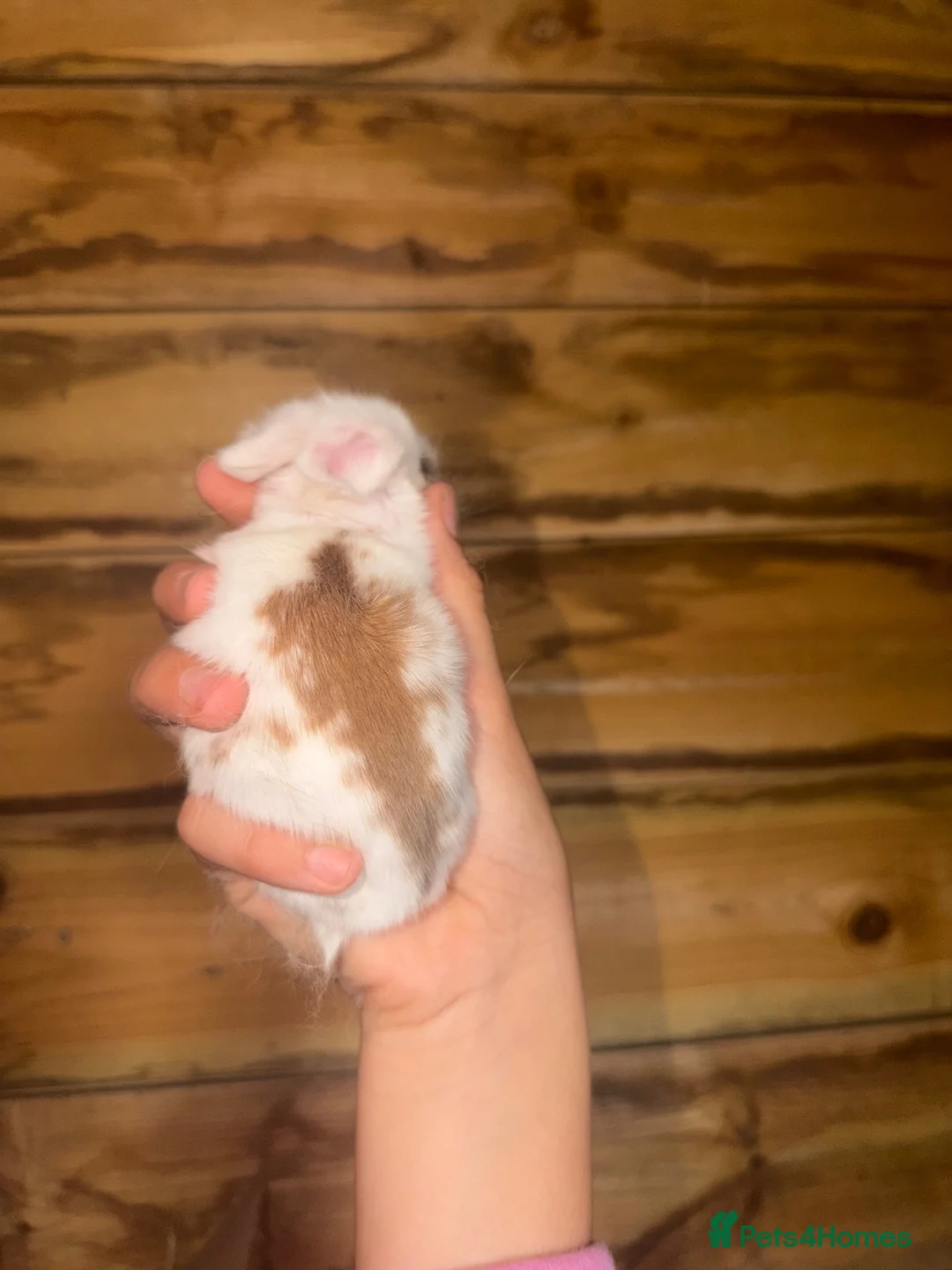 Mini Lop rabbits for sale:  Beautiful Mini Lop Babies — Ready to Reserve!  - Advert 2