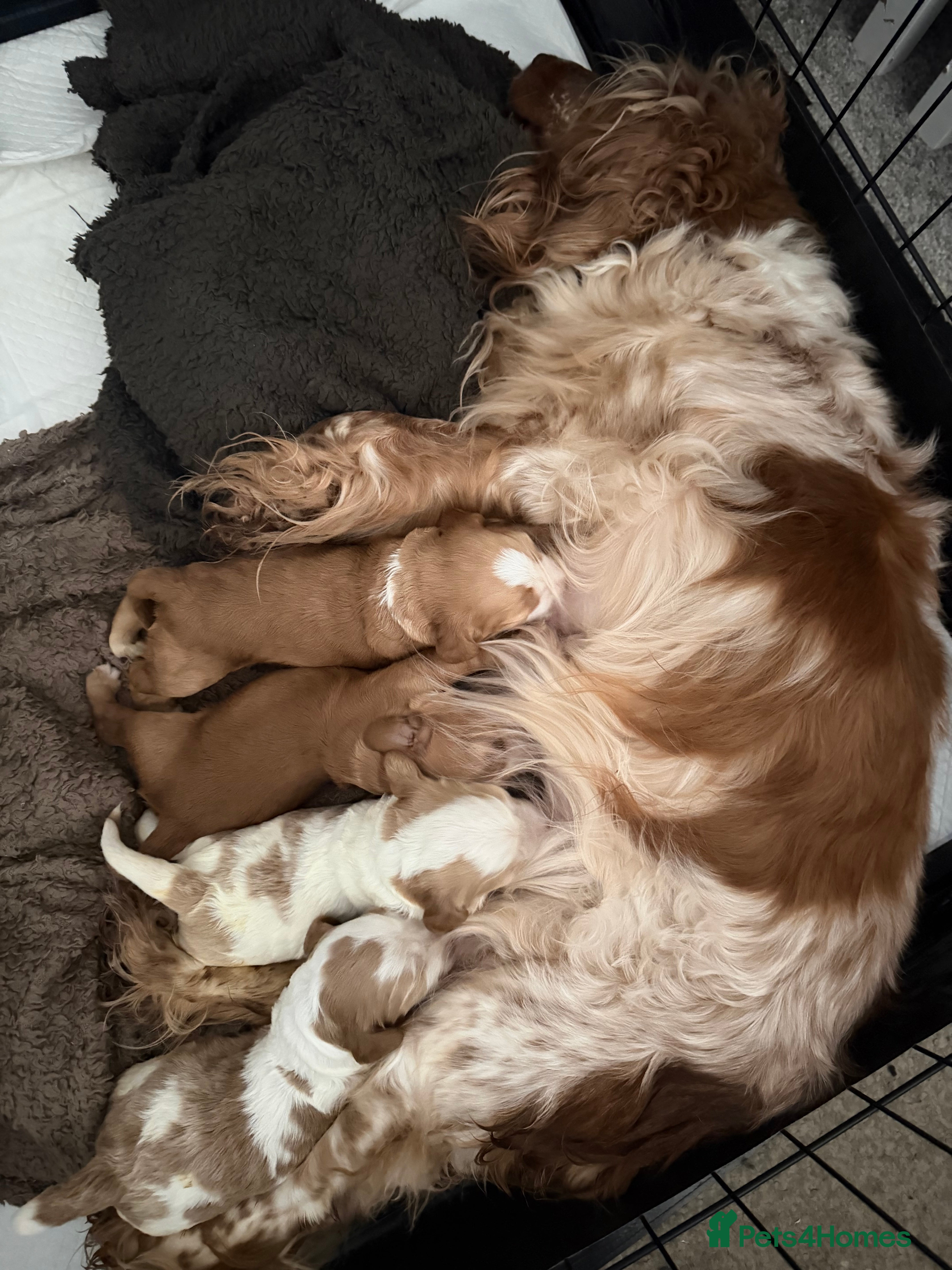 Cocker Spaniel dogs Cocker spaniel pups available to reserve  - Advert 1