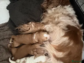 Cocker Spaniel dogs Cocker spaniel pups available to reserve - Advert 1