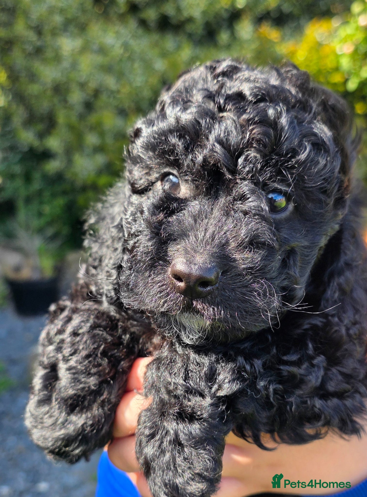 Cockapoo dogs CHOCOLATE BOY AVAILABLE  - Advert 2