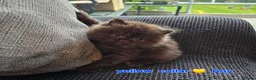 British Shorthair cats for sale: British short hairs / long hair  - Advert 4