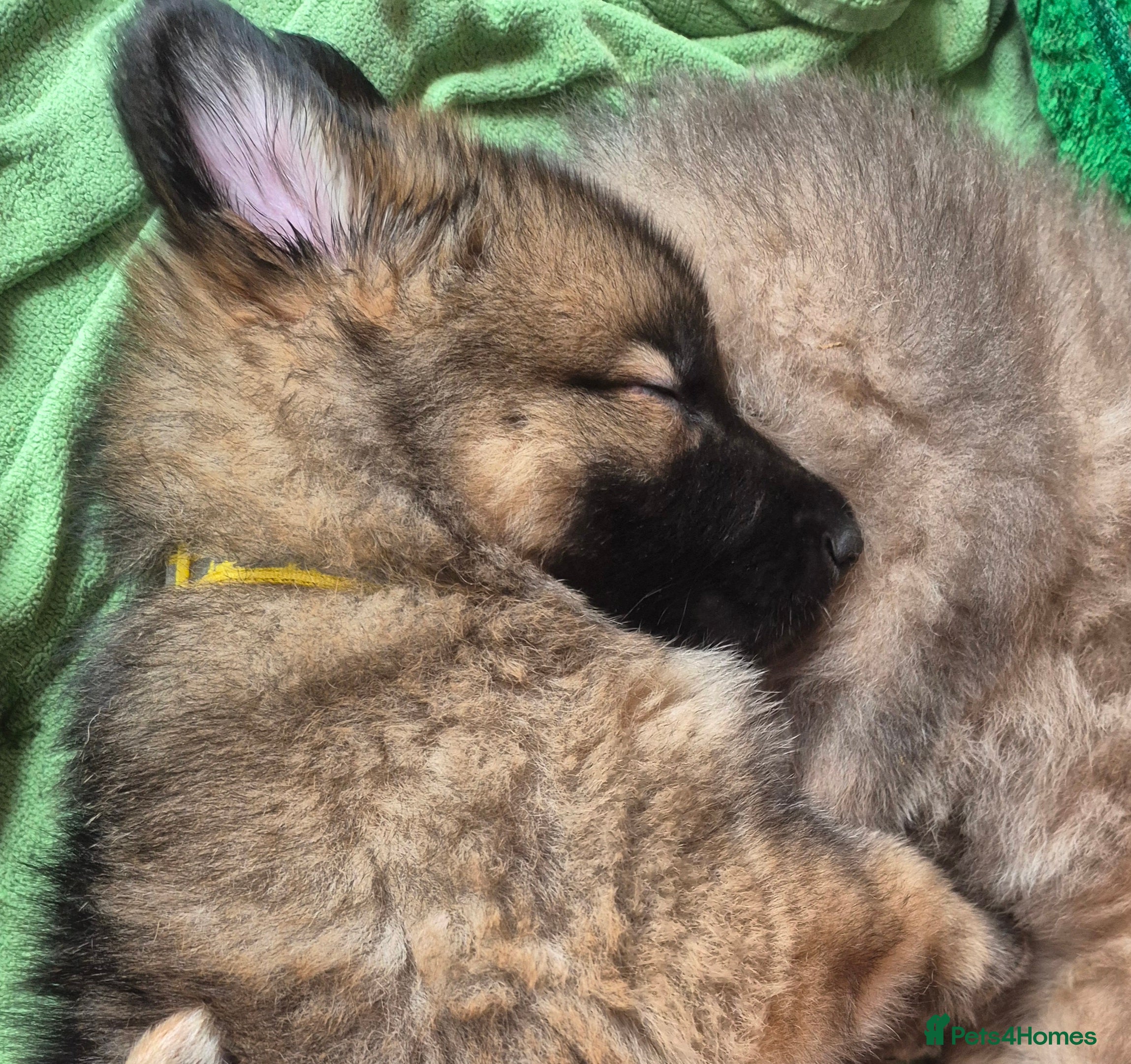German Shepherd dogs Straight backed chunky German Shepherd puppies - Advert 1