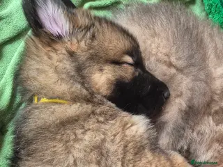 German Shepherd dogs Straight backed chunky German Shepherd puppies - Advert 1