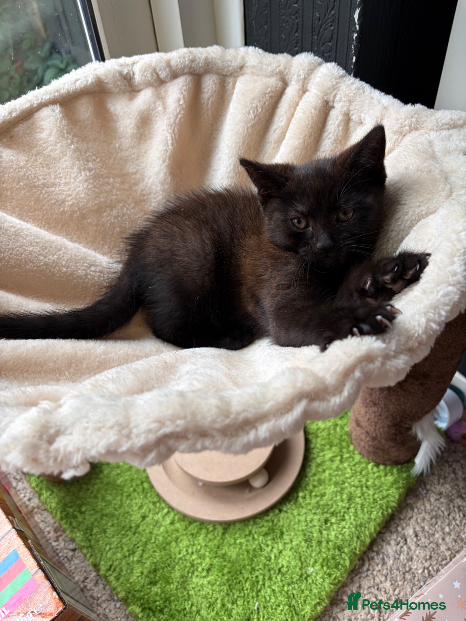 Mixed Breed cats black male kitten last one remaining  - Advert 1