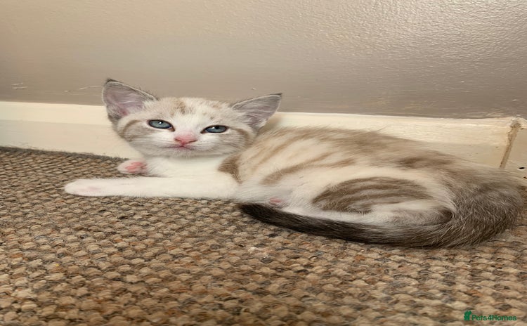 Mixed Breed cats - Advert 4