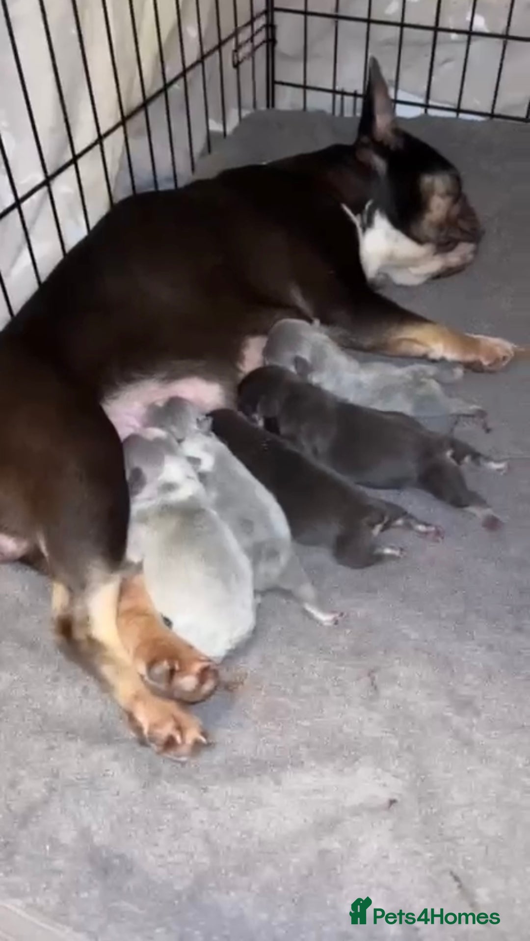 French Bulldog dogs for sale: 5 beautiful French bulldog puppies for sale 😍 - Advert 10