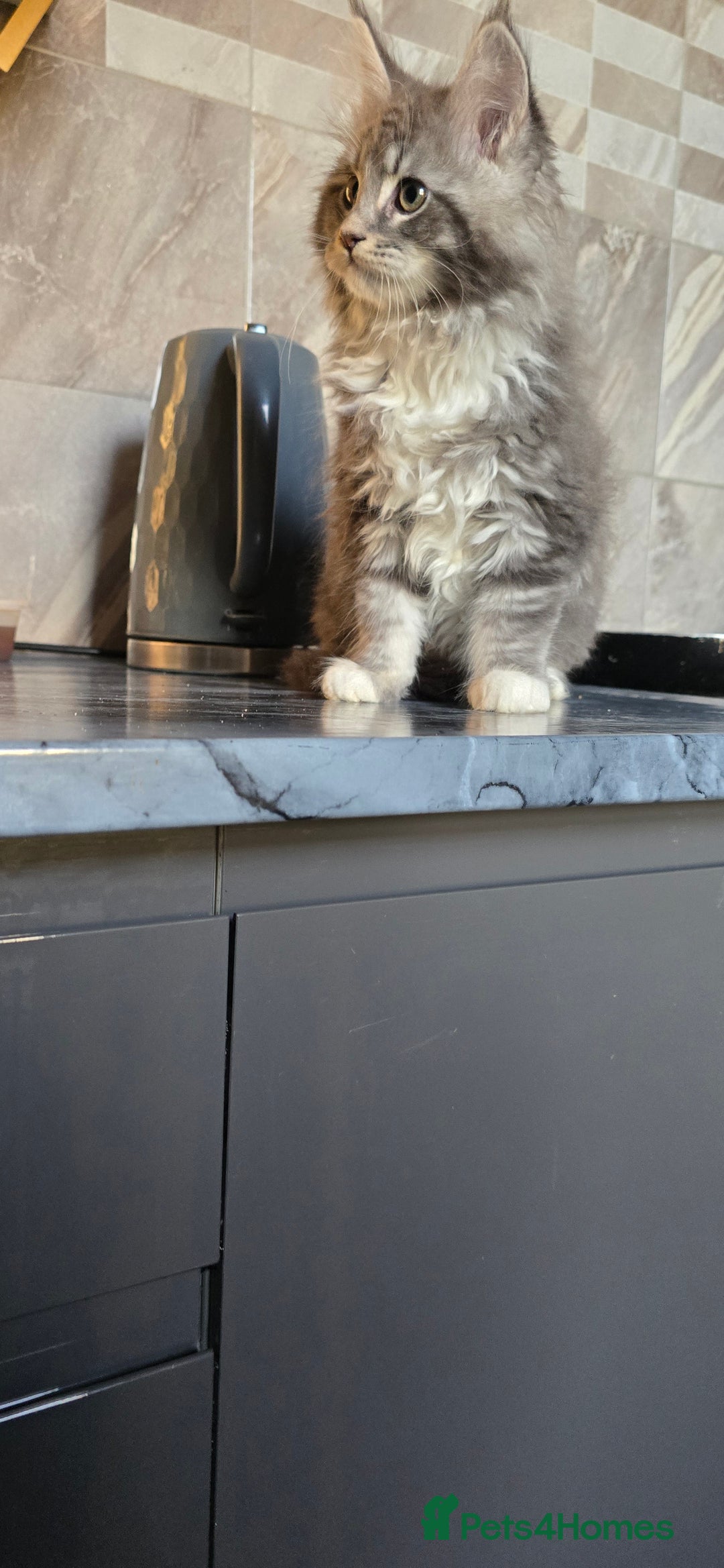 Maine Coon cats for sale: Giant maine coon kittens for sale  - Advert 7