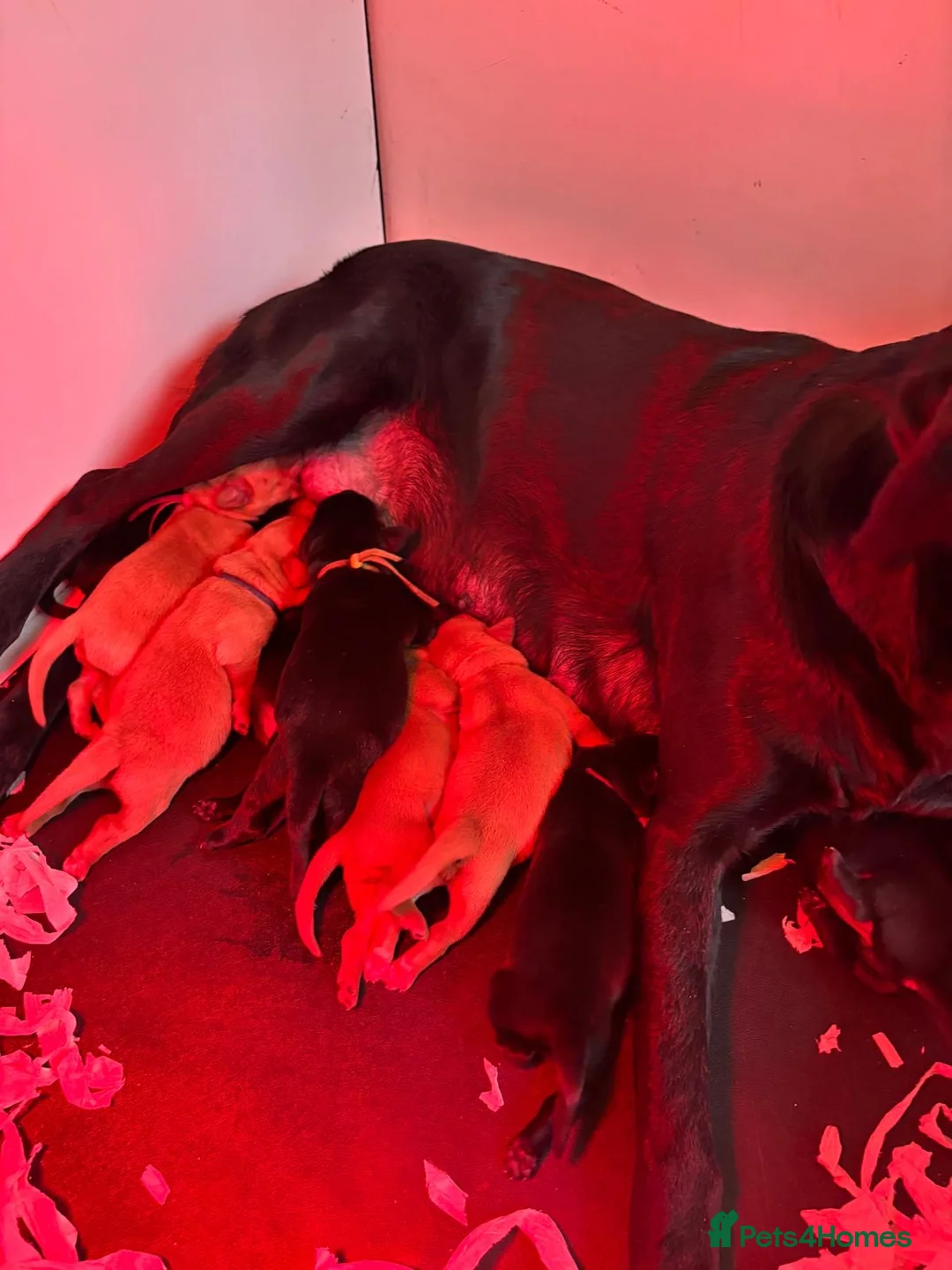 Labrador Retriever dogs for sale: Labrador puppies  - Advert 5