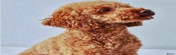 Cockapoo dogs for sale: Beautiful F1b puppies - Advert 10