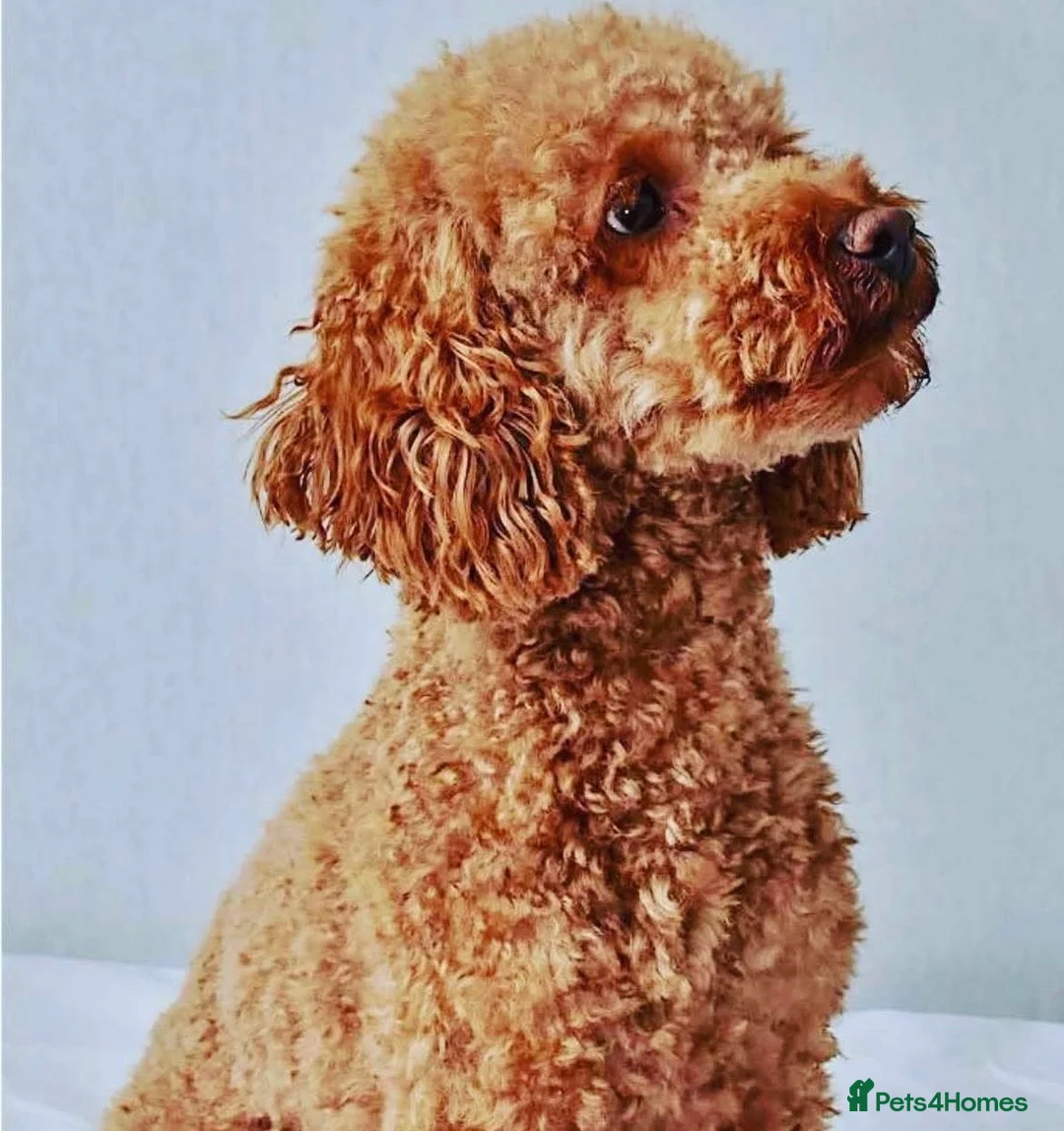 Cockapoo dogs for sale: Beautiful F1b puppies - Advert 10