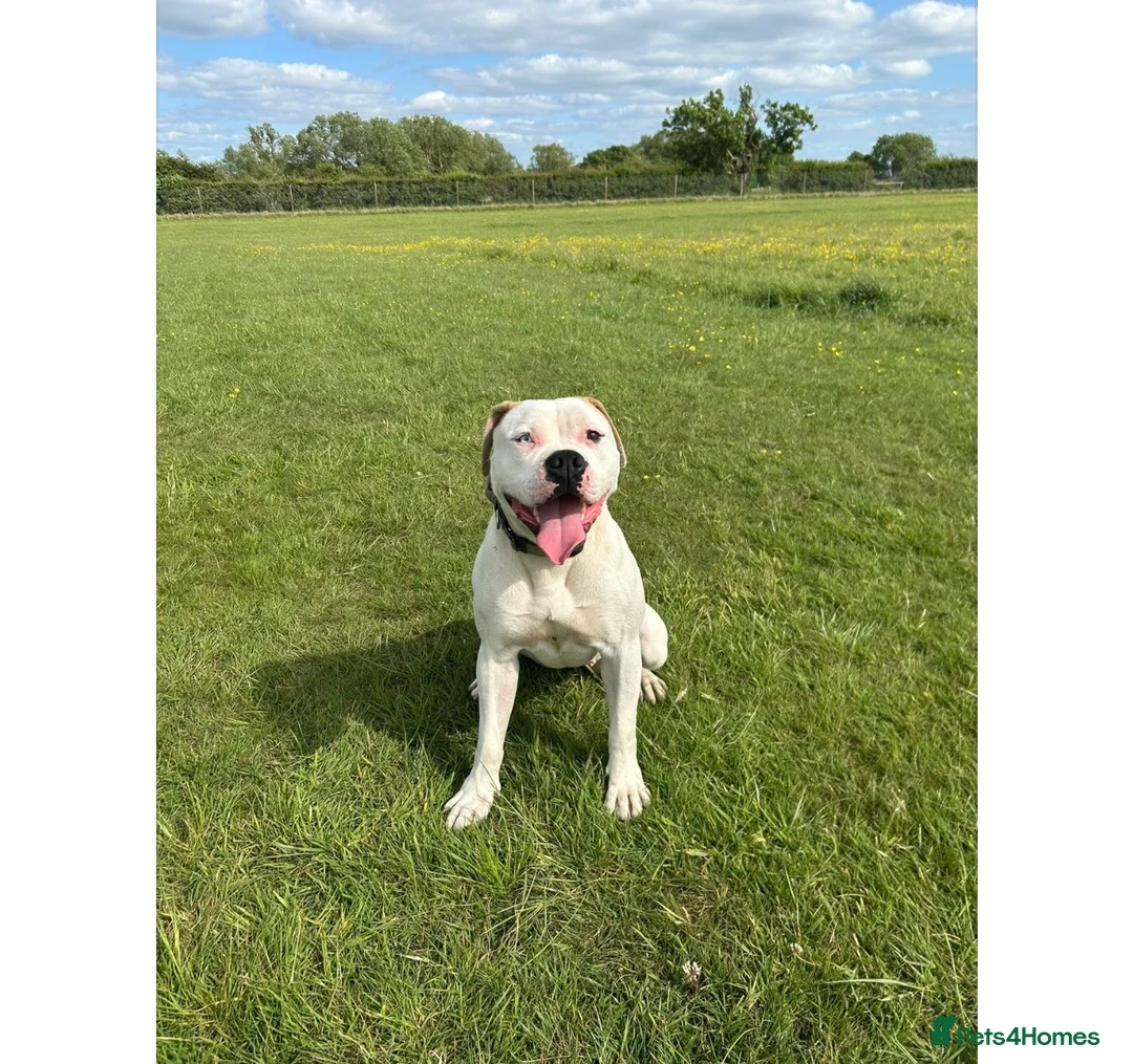 Alapaha Blue Blood Bulldog dogs for sale: Alapaha blue blood bulldog Puppies - Advert 17