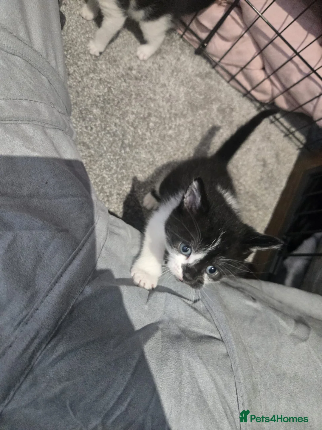 Domestic Shorthair cats for sale: Kittens and mother for sale.  in Wakefield - Advert 13