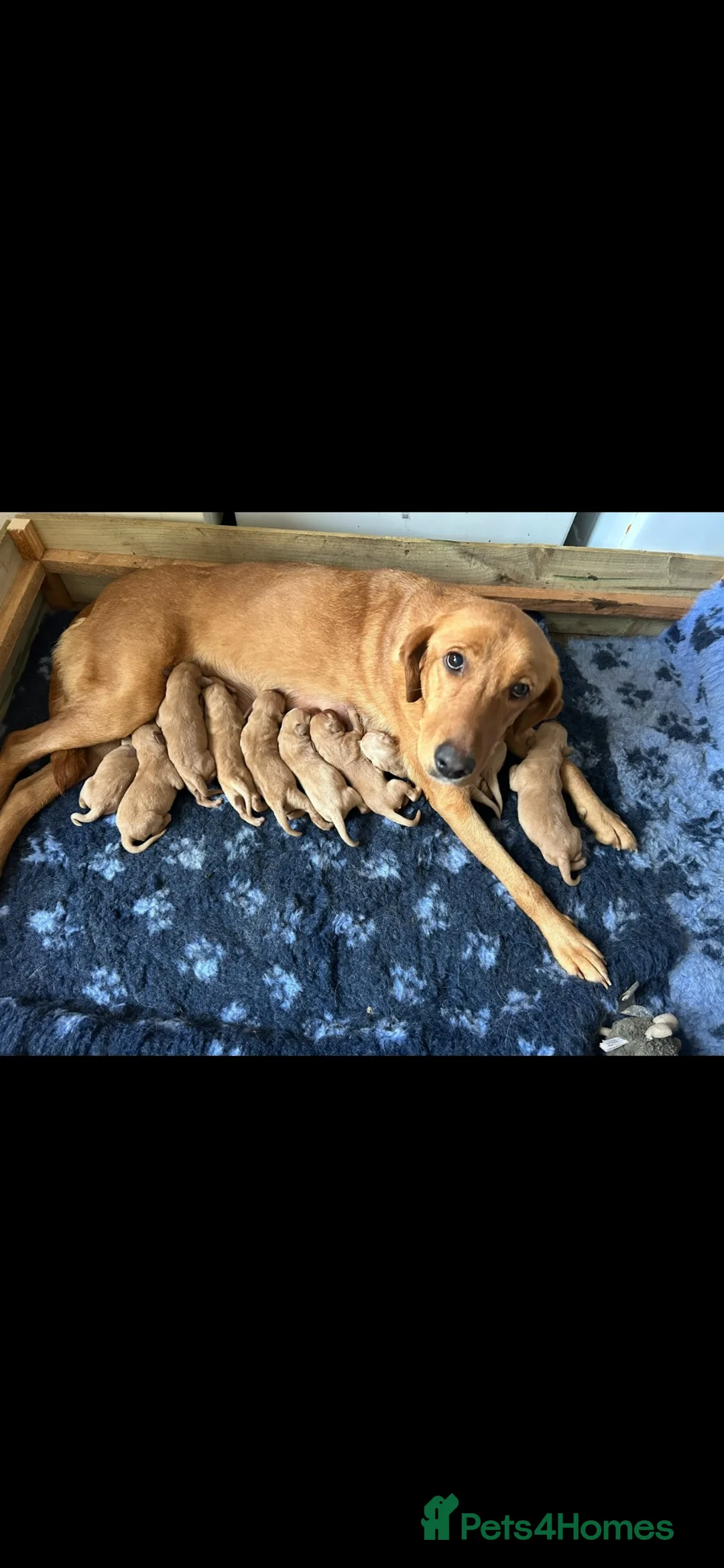 Labrador Retriever dogs for sale: Fox Red Labradors KC REG in Northallerton - Advert 23