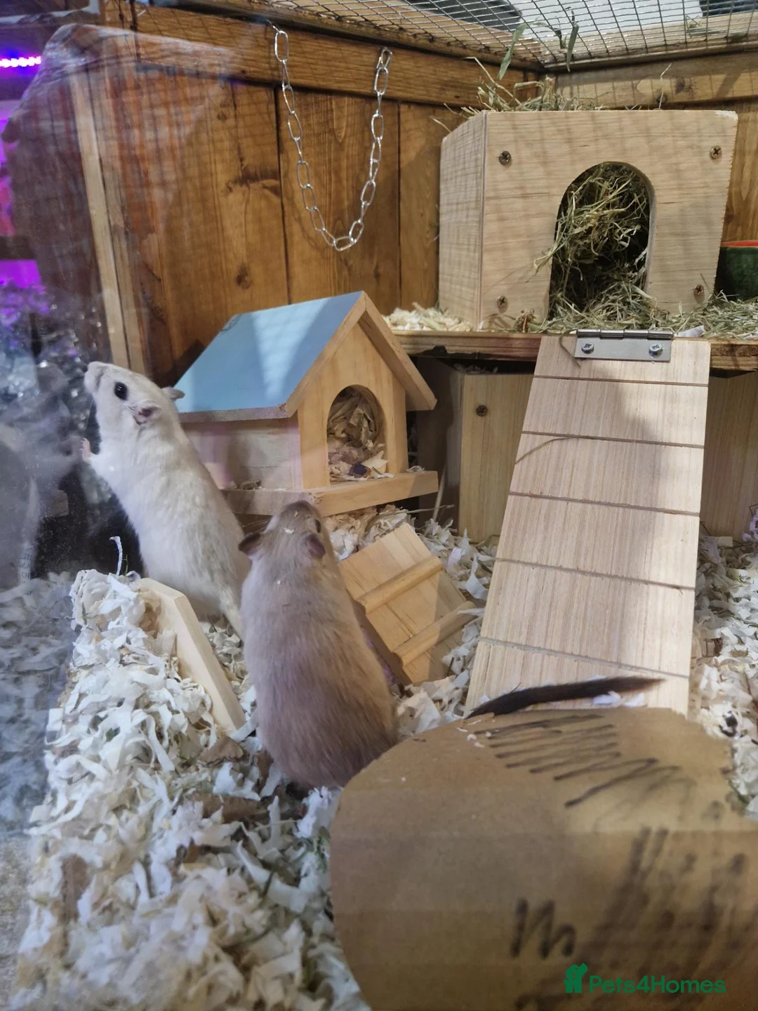 Gerbil rodents for sale: Pair of Gerbil Brothers for rehoming asap in Dereham - Advert 2