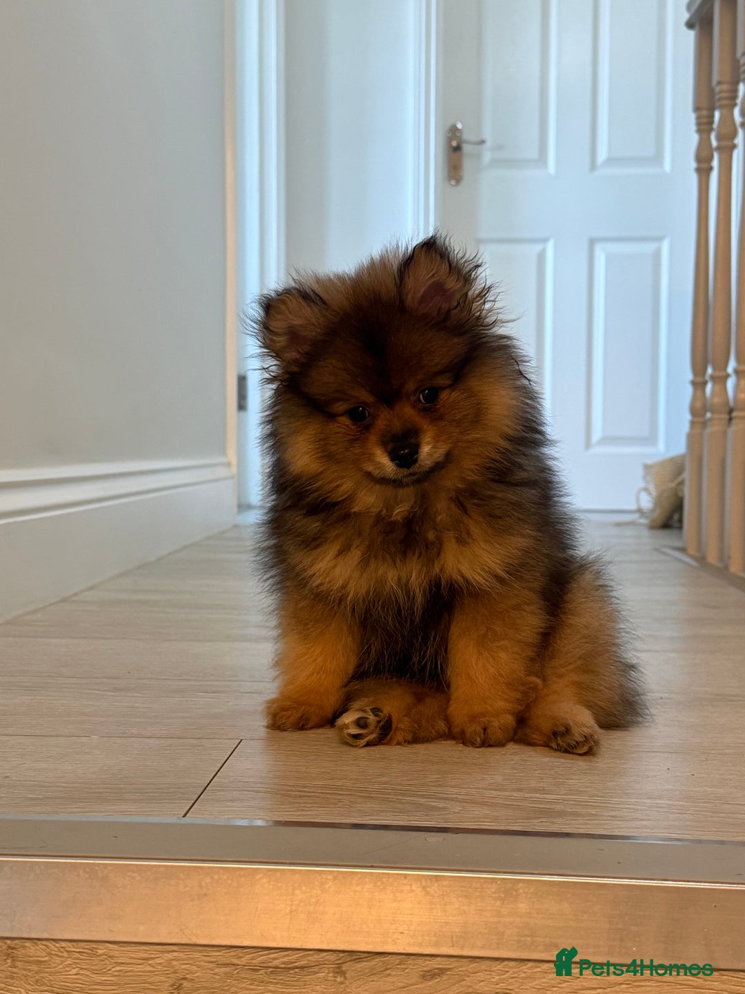 Pomeranian dogs for sale: ✨Pomeranian Puppy Looking for a Loving Home ✨ - Advert 2