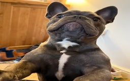 French Bulldog dogs for sale: Reggie the Blue Brindle Frenchie - Advert 3