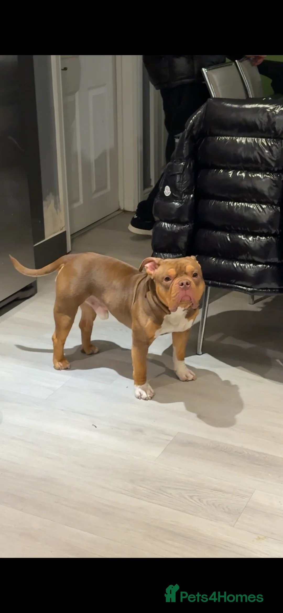American Bully dogs for sale: Beautiful Pocket bully for sale  in Bristol - Advert 2
